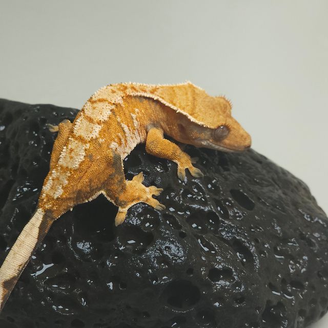 바브 트라이