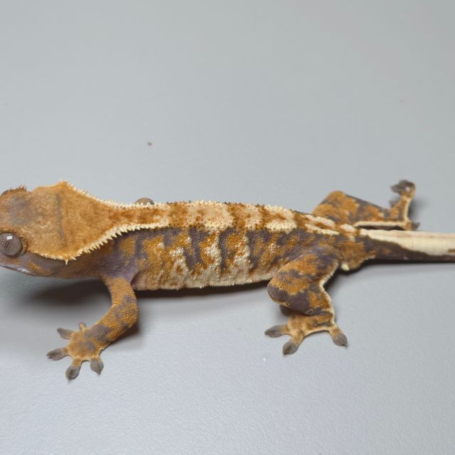 트라이 바브