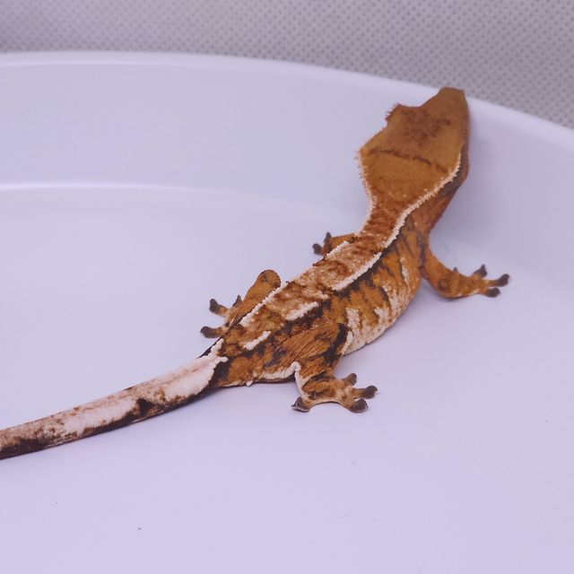 트라이