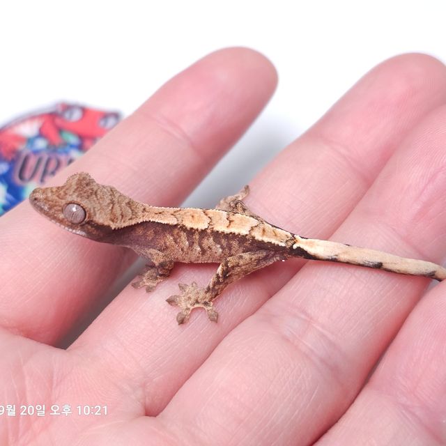 세이블