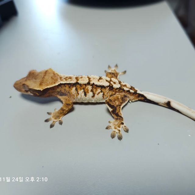 트라이 텐저린