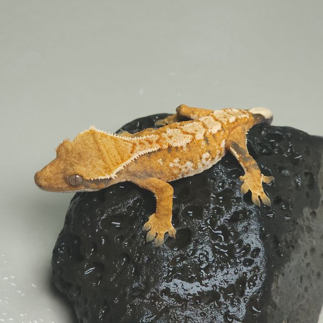 바브 트라이