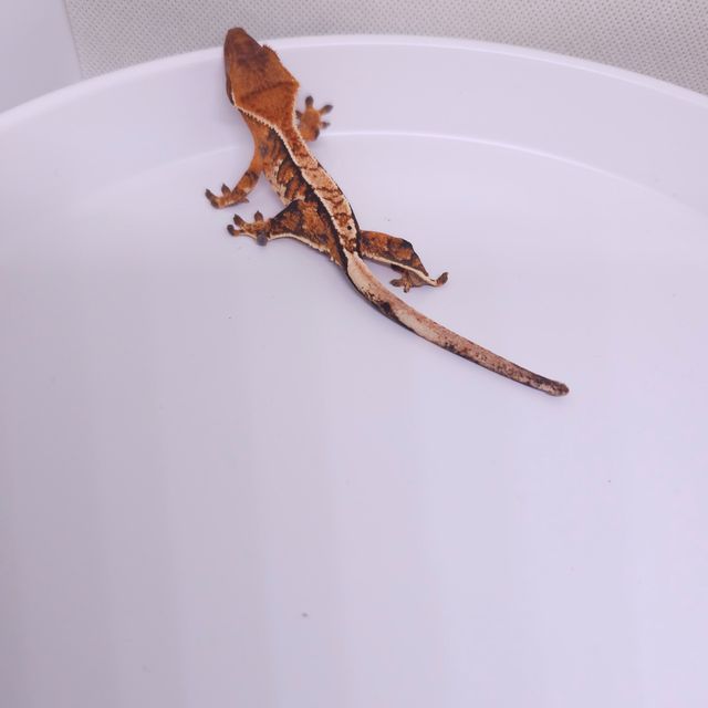 트라이 바브