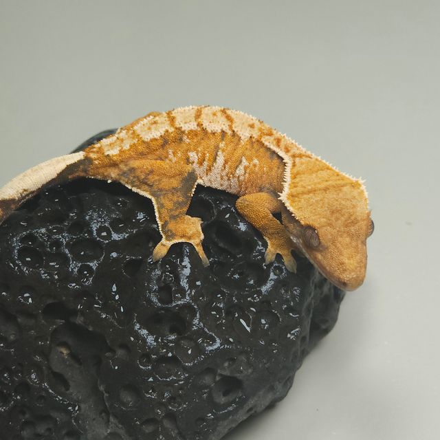 바브 트라이