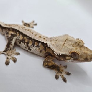 노멀 트라이 쿼드 풀핀