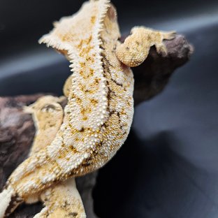 노멀 드리피 화이트스팟 트라이