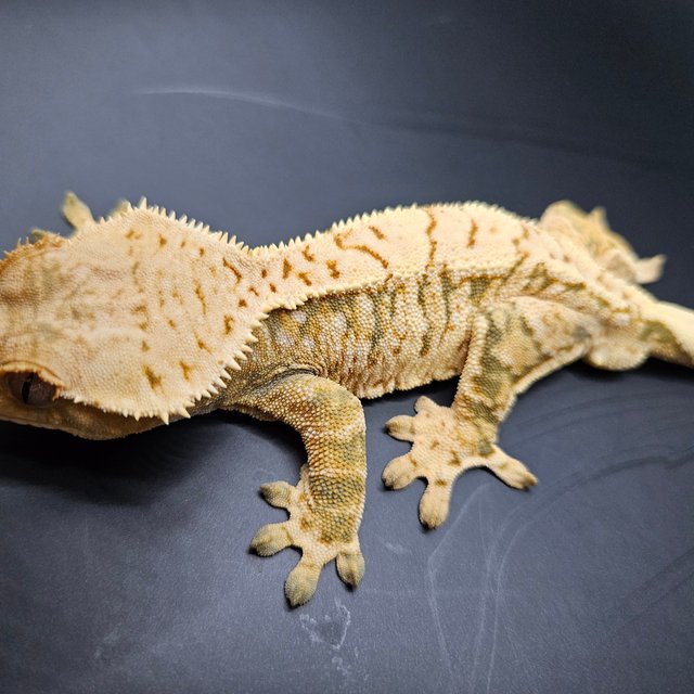 노멀 트라이 익스트림할리퀸