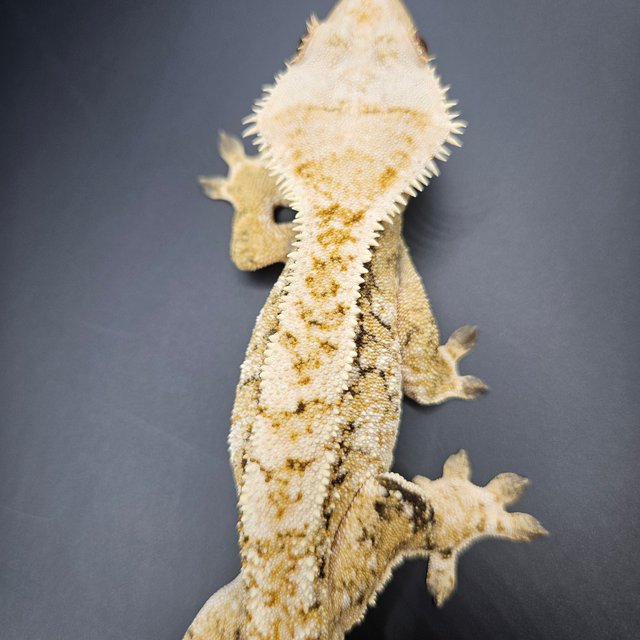 노멀 드리피 화이트스팟 트라이