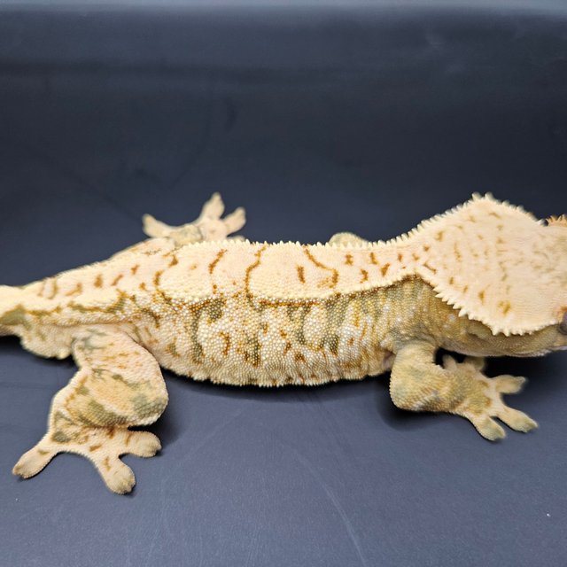 노멀 트라이 익스트림할리퀸