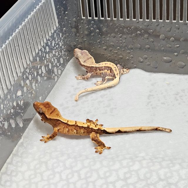 트라이