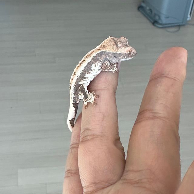 프라푸치노