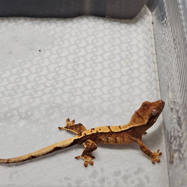 트라이