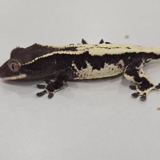 릴리 세이블 아잔틱 릴잔틱 세이블