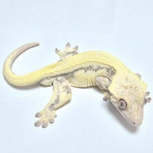 릴리 세이블 100%헷아잔틱