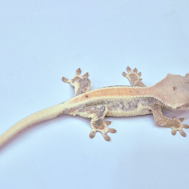 릴리화이트 100%헷초초