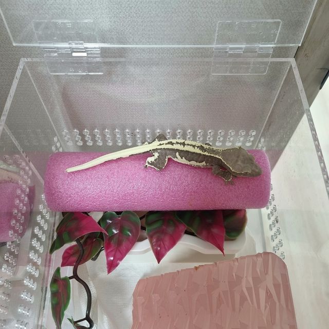 릴잔틱