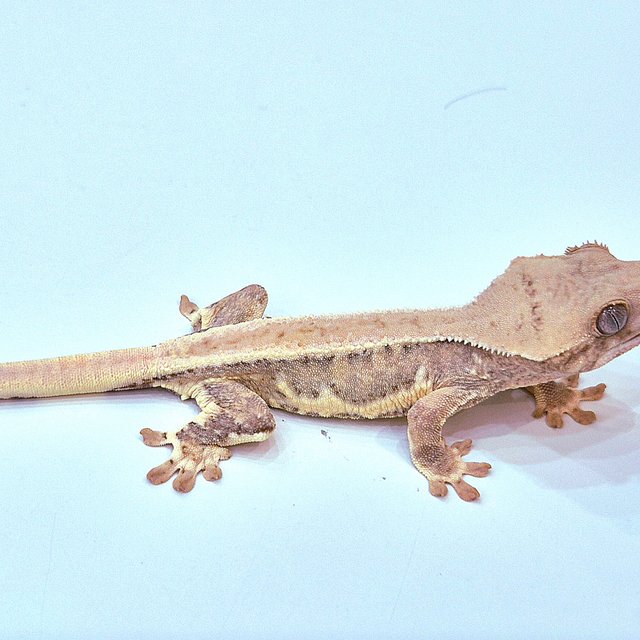 릴리화이트 100%헷초초