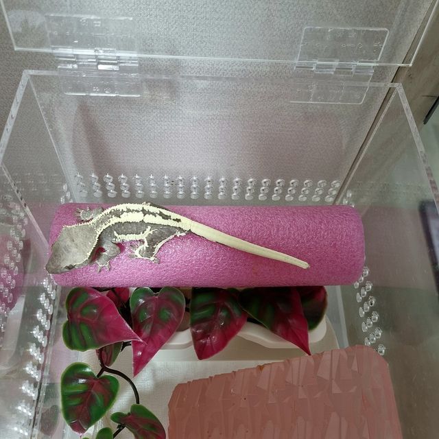 릴잔틱