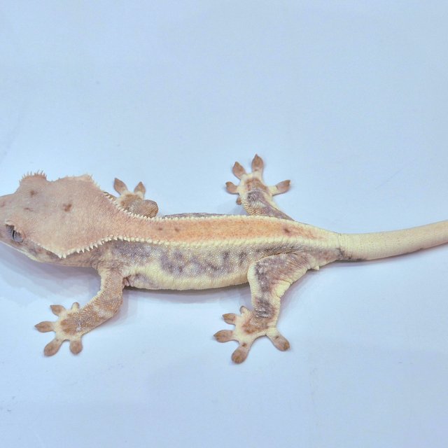 릴리화이트 100%헷초초