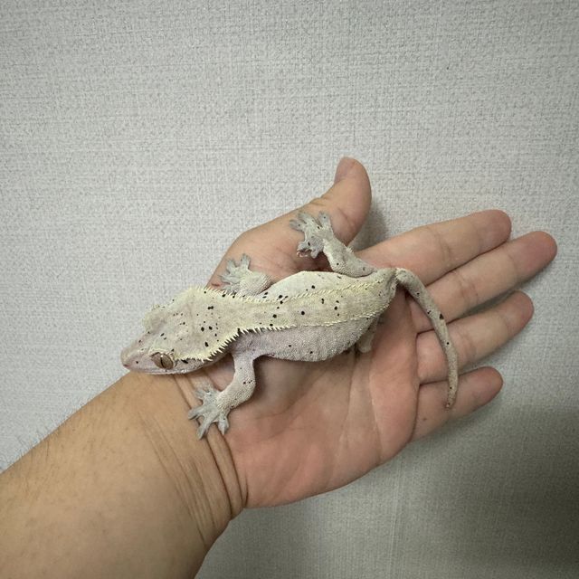 슈퍼달마시안