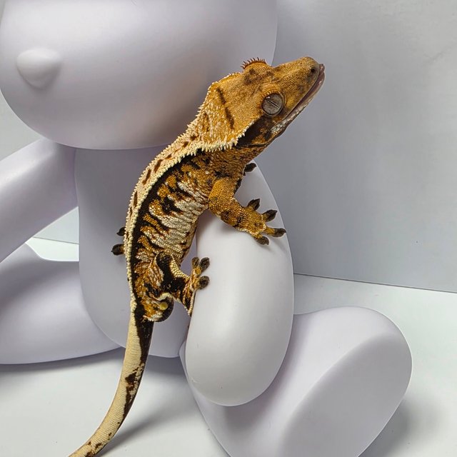 트라이 드리피 화이트크라운 화이트핀 화이트스팟