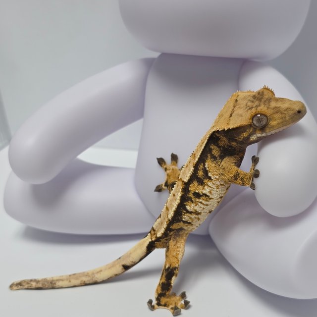 트라이 익스트림할리퀸