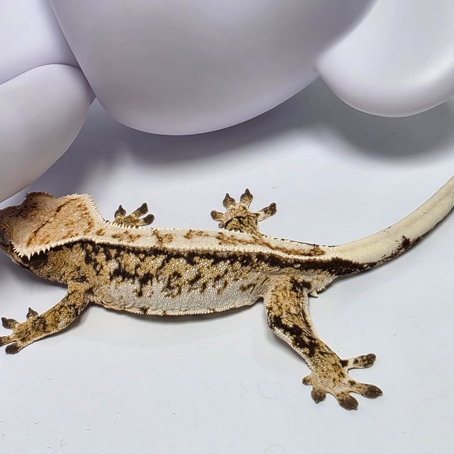 트라이 화이트크라운 화이트스팟 풀핀