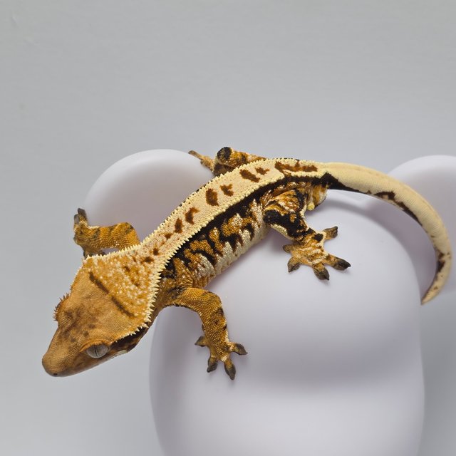 트라이 드리피 화이트크라운 화이트핀 화이트스팟