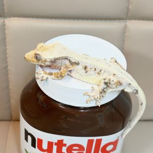 릴리화이트
