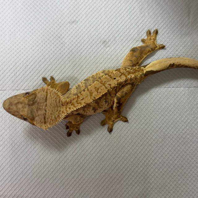 익스트림할리퀸