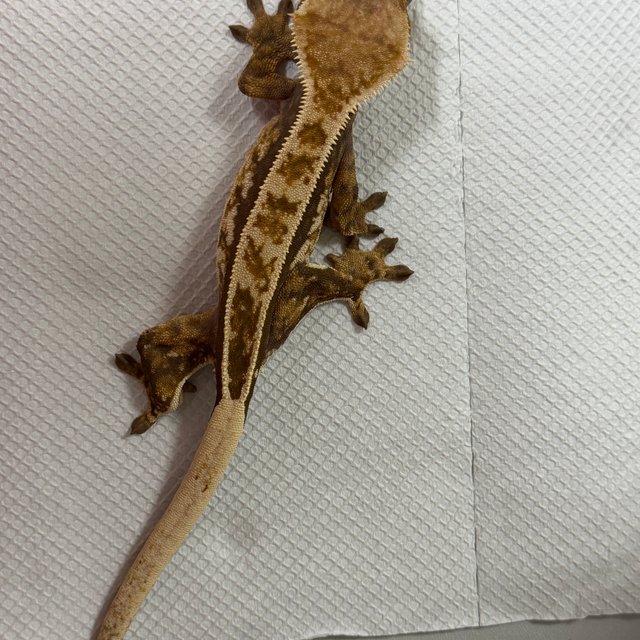 노멀 익스트림할리퀸