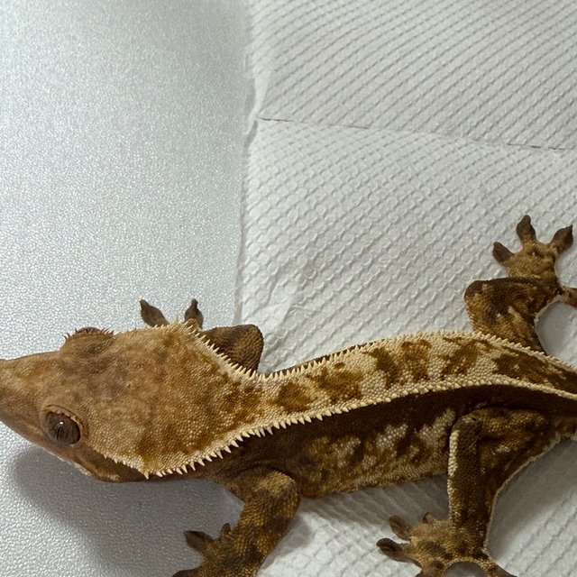 노멀 익스트림할리퀸