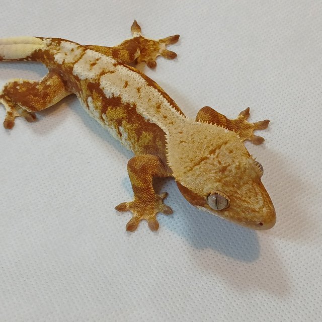 레드 익스트림할리퀸