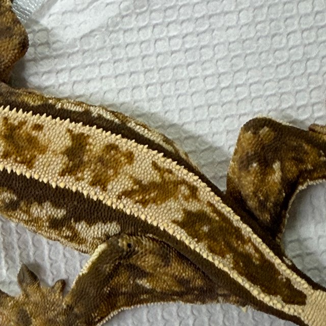 노멀 익스트림할리퀸