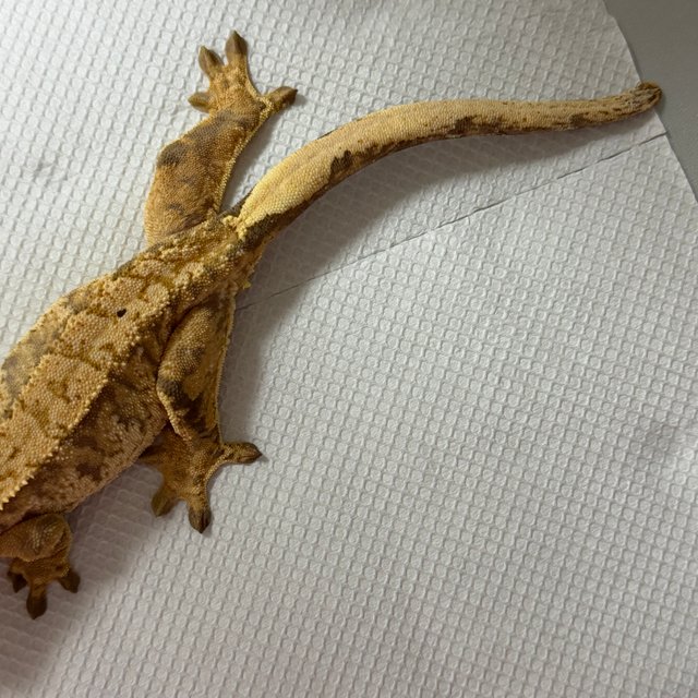 익스트림할리퀸