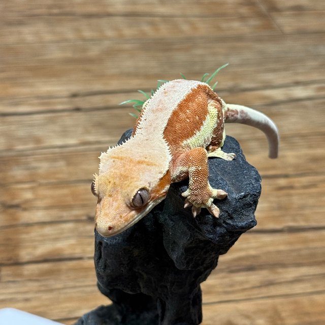 릴리화이트 팬텀 레드