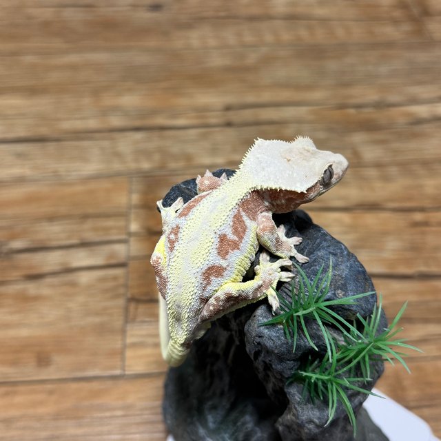 릴리화이트 레드