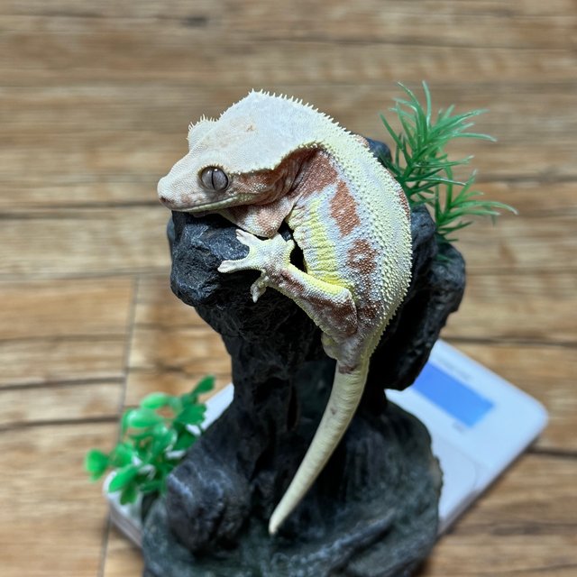 릴리화이트 레드