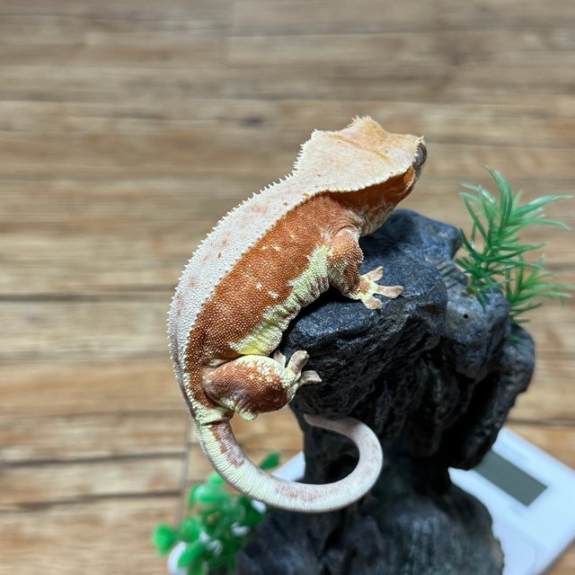 릴리화이트 팬텀 레드