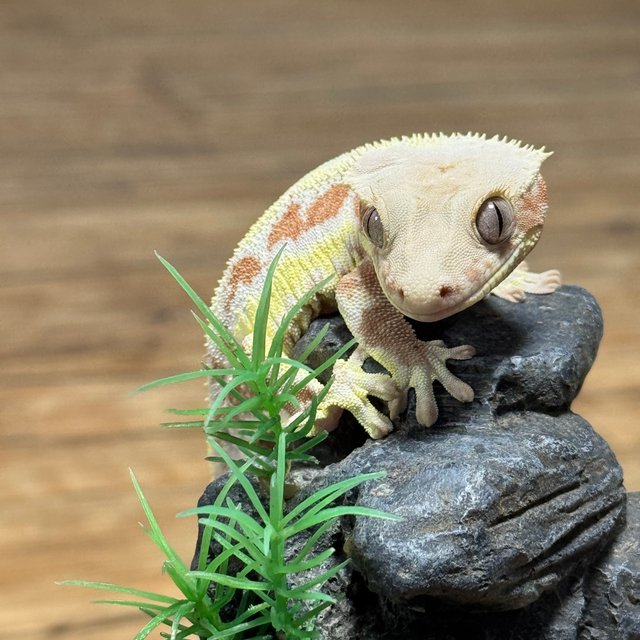 릴리화이트 레드