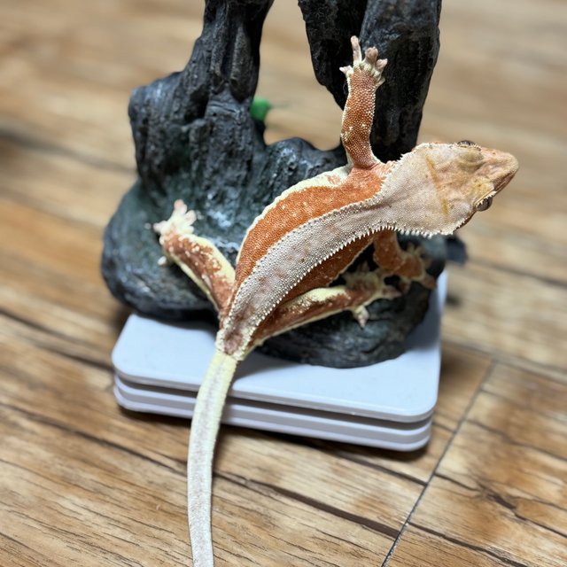 릴리화이트 팬텀 레드