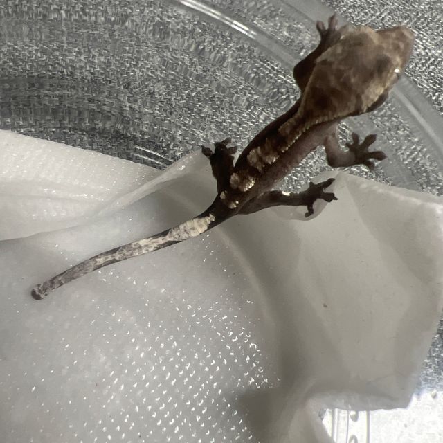 아잔틱