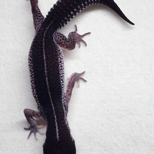 슈퍼스노우 블랙나이트