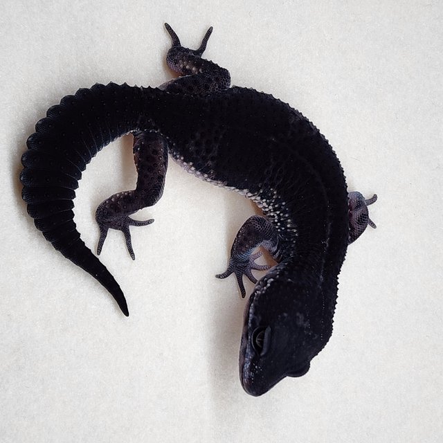 스노우 블랙나이트