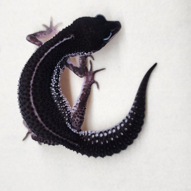 슈퍼스노우 블랙나이트