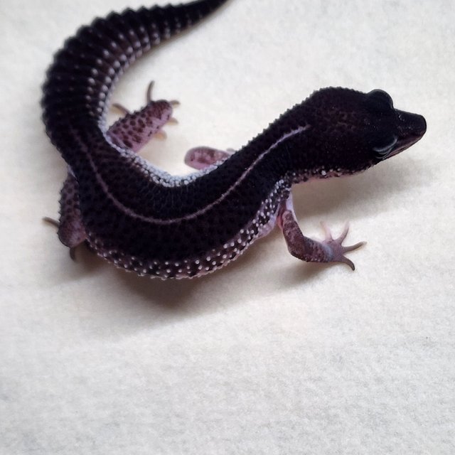 슈퍼스노우 블랙나이트