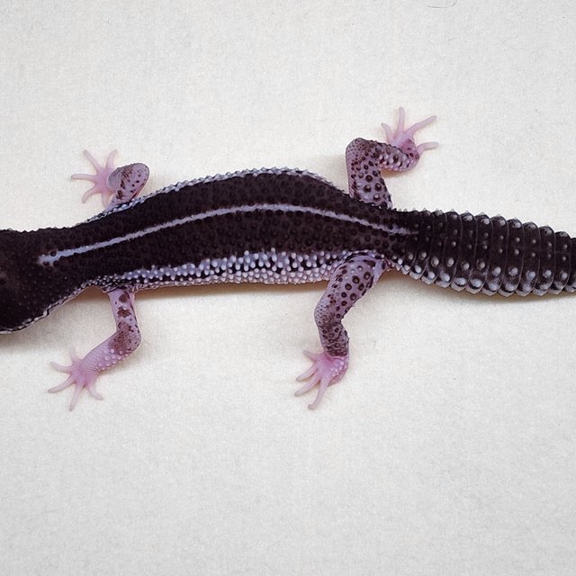 슈퍼스노우 블랙나이트