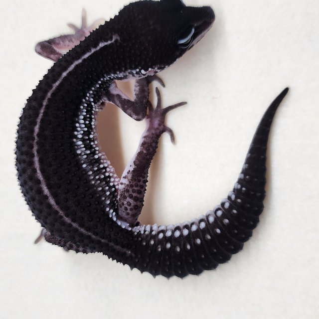 슈퍼스노우 블랙나이트