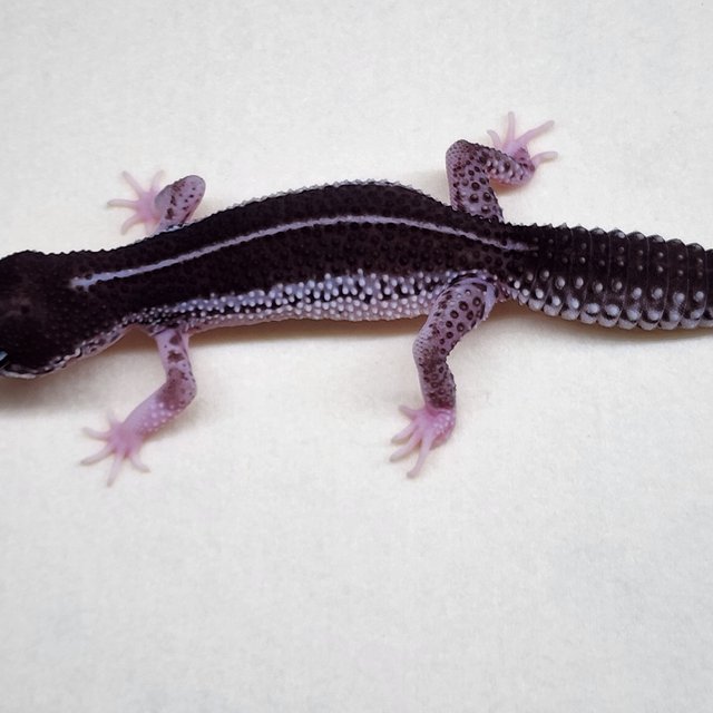 슈퍼스노우 블랙나이트