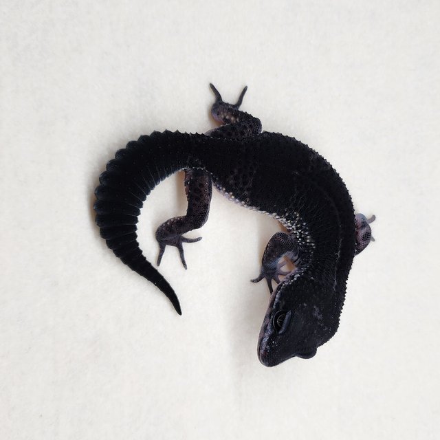 스노우 블랙나이트